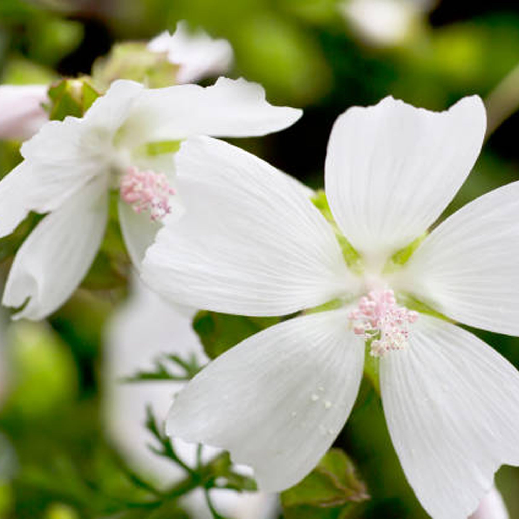 White Musk