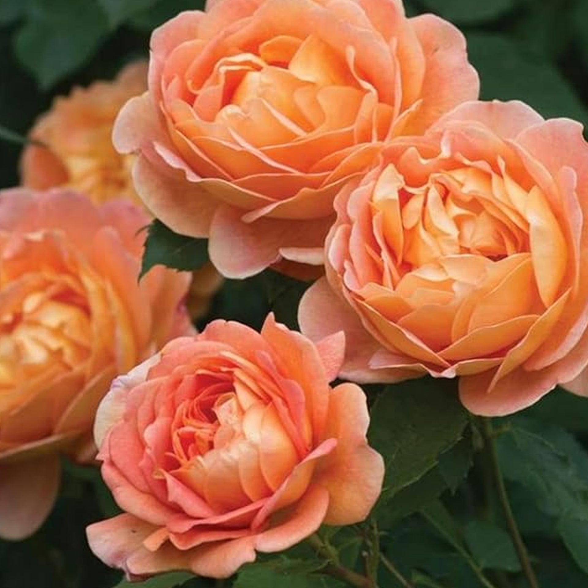 May Rose