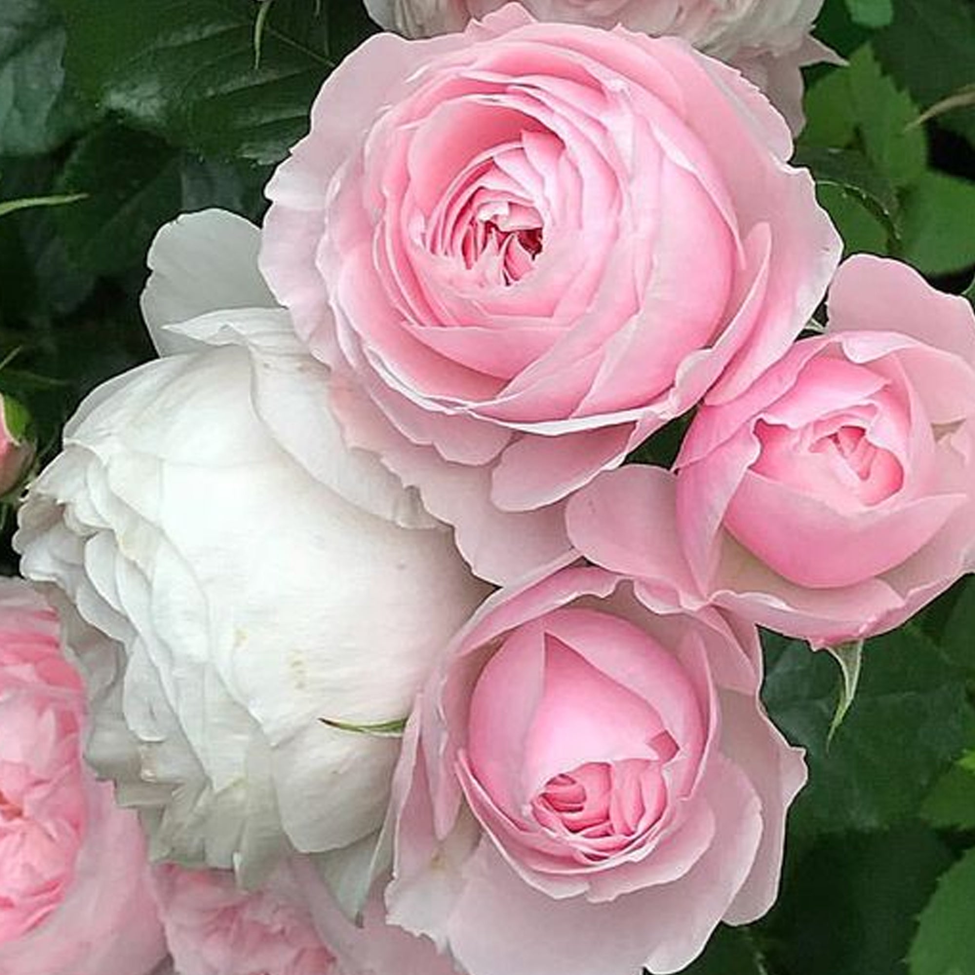 May Rose