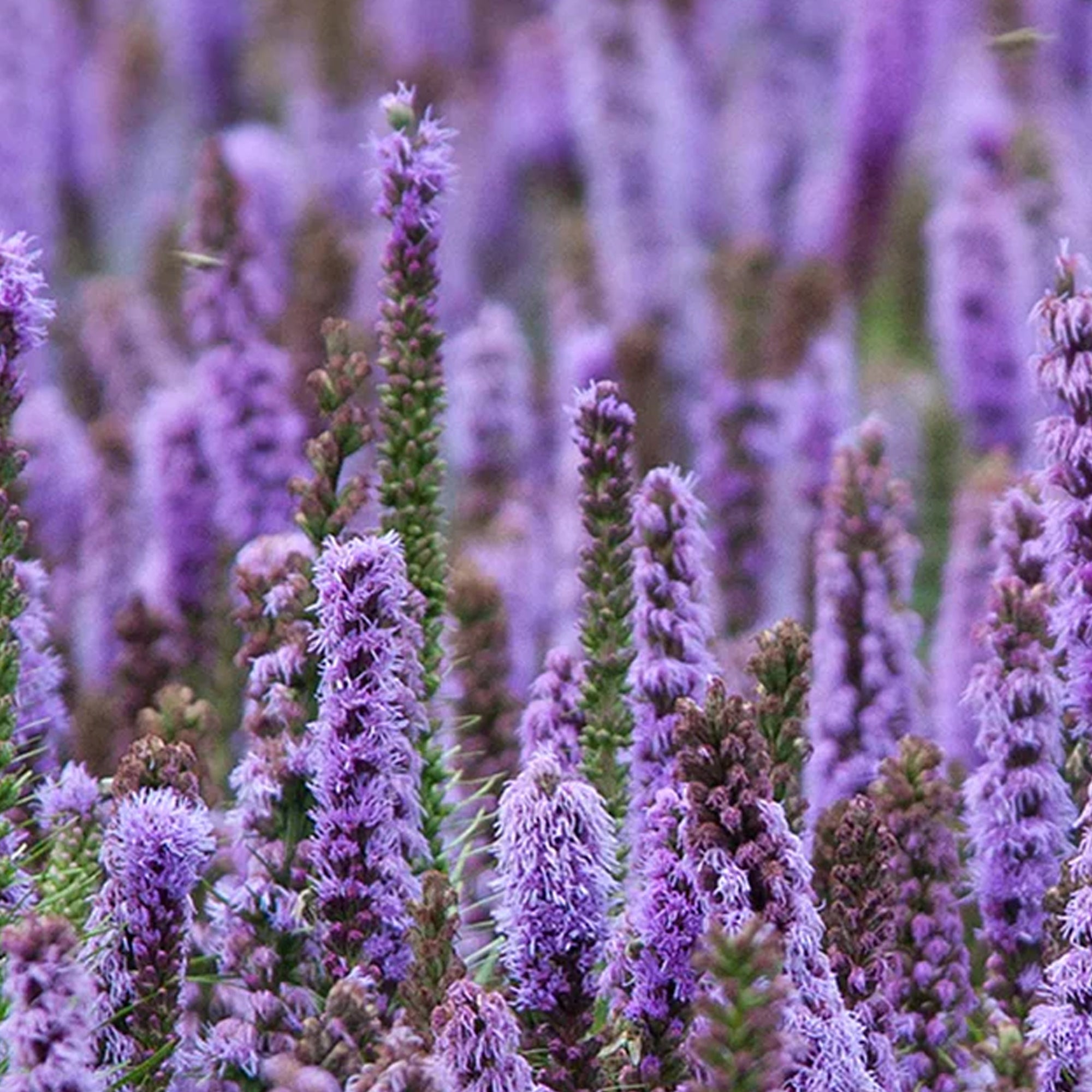 Patchouli