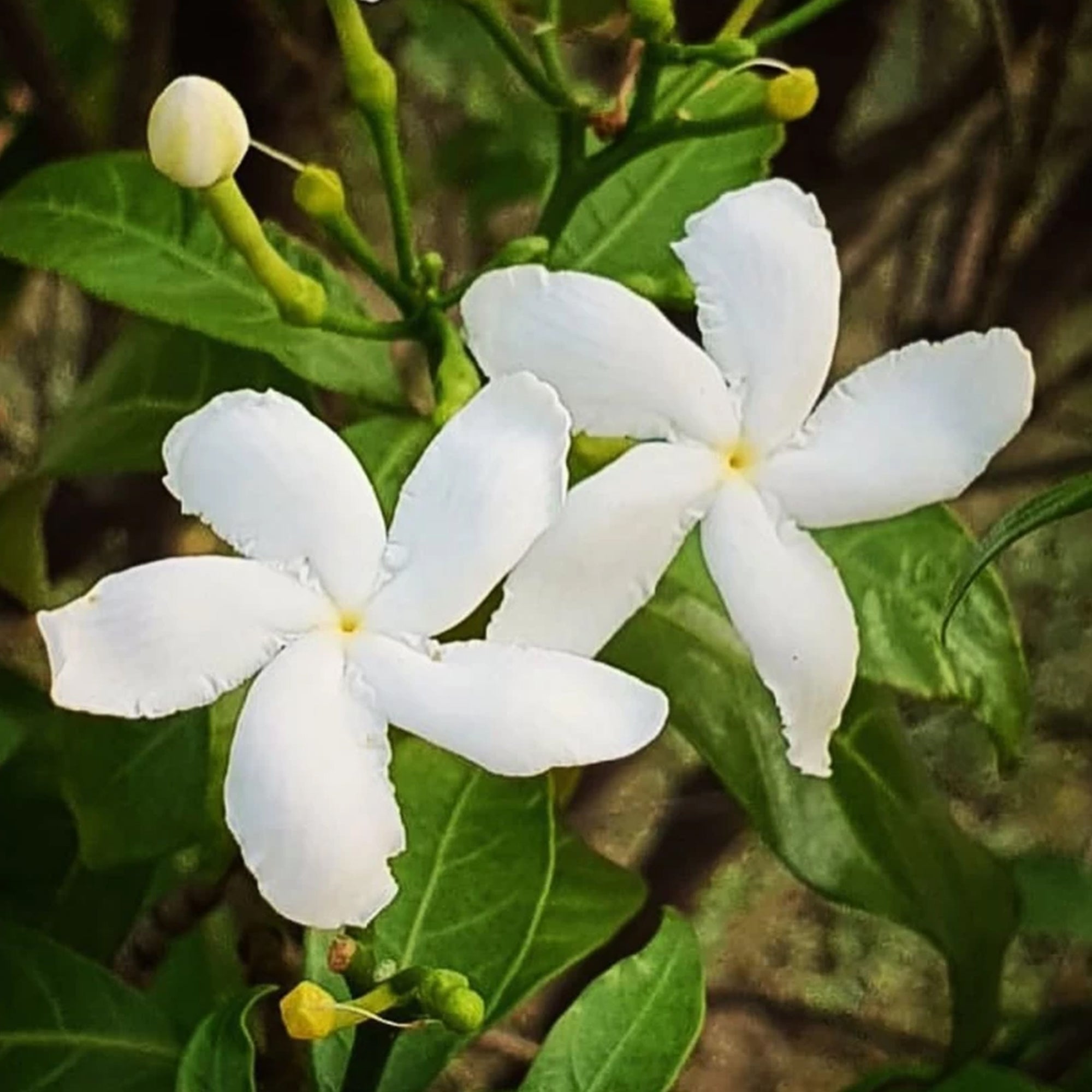 Jasmine