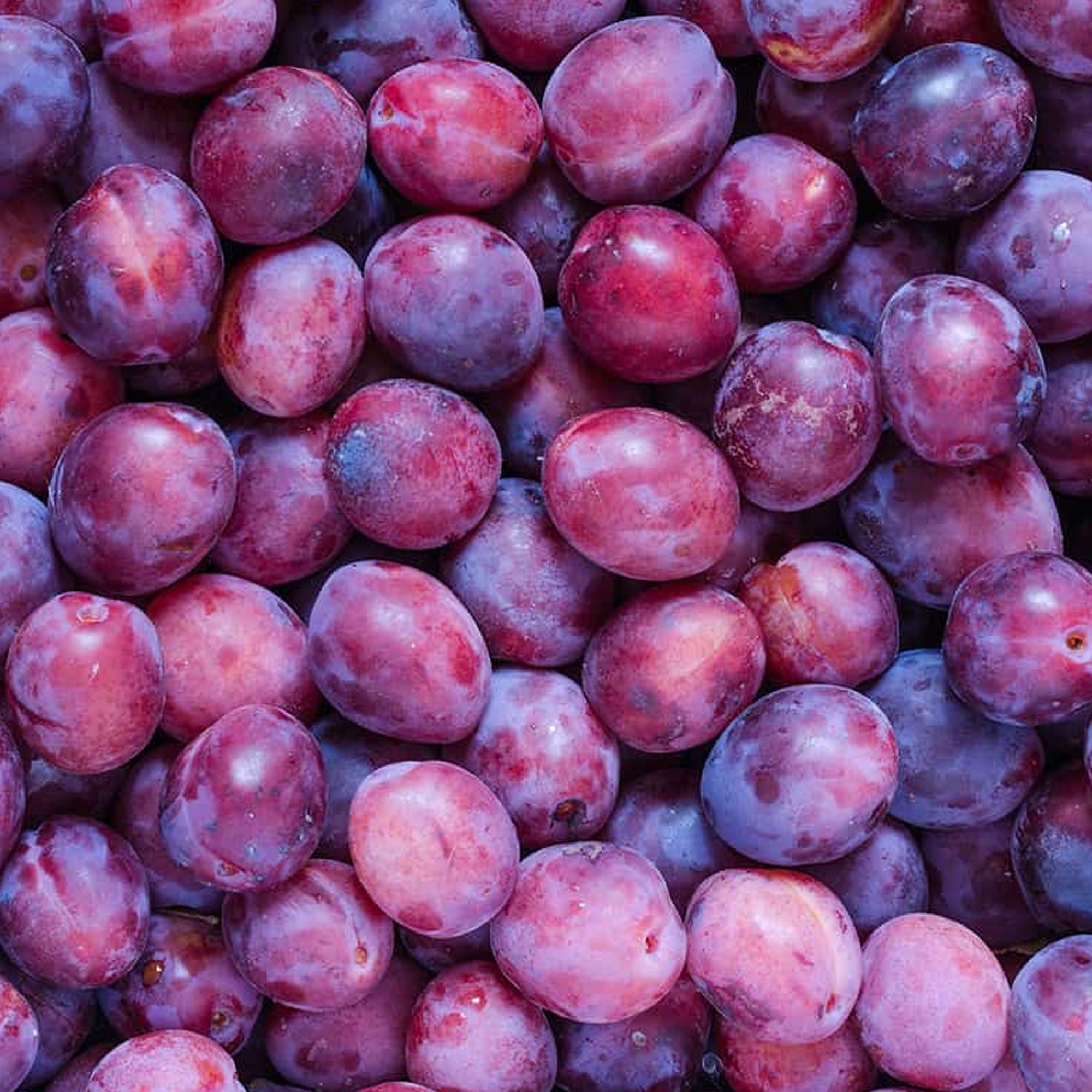 Dark Plum