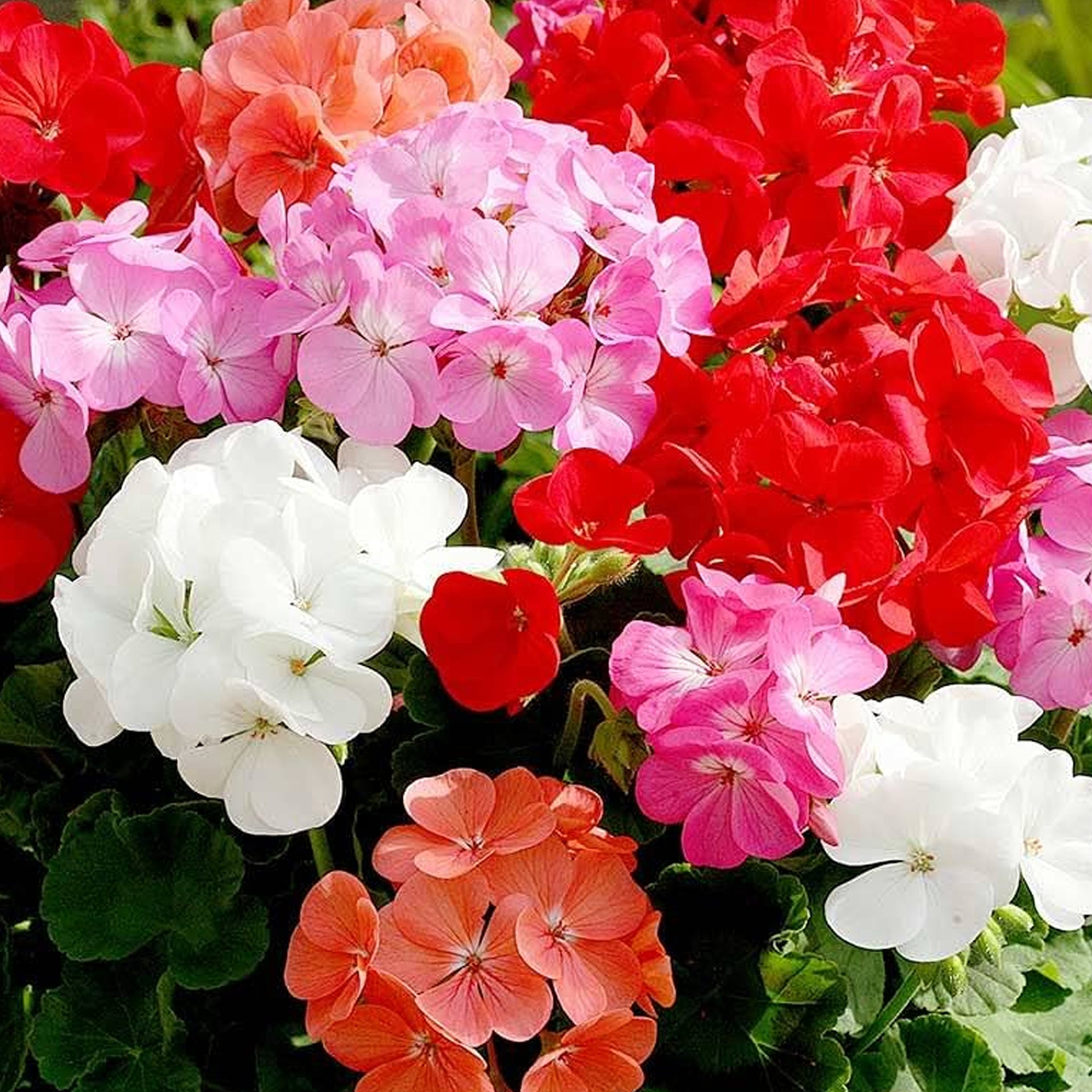 Geranium