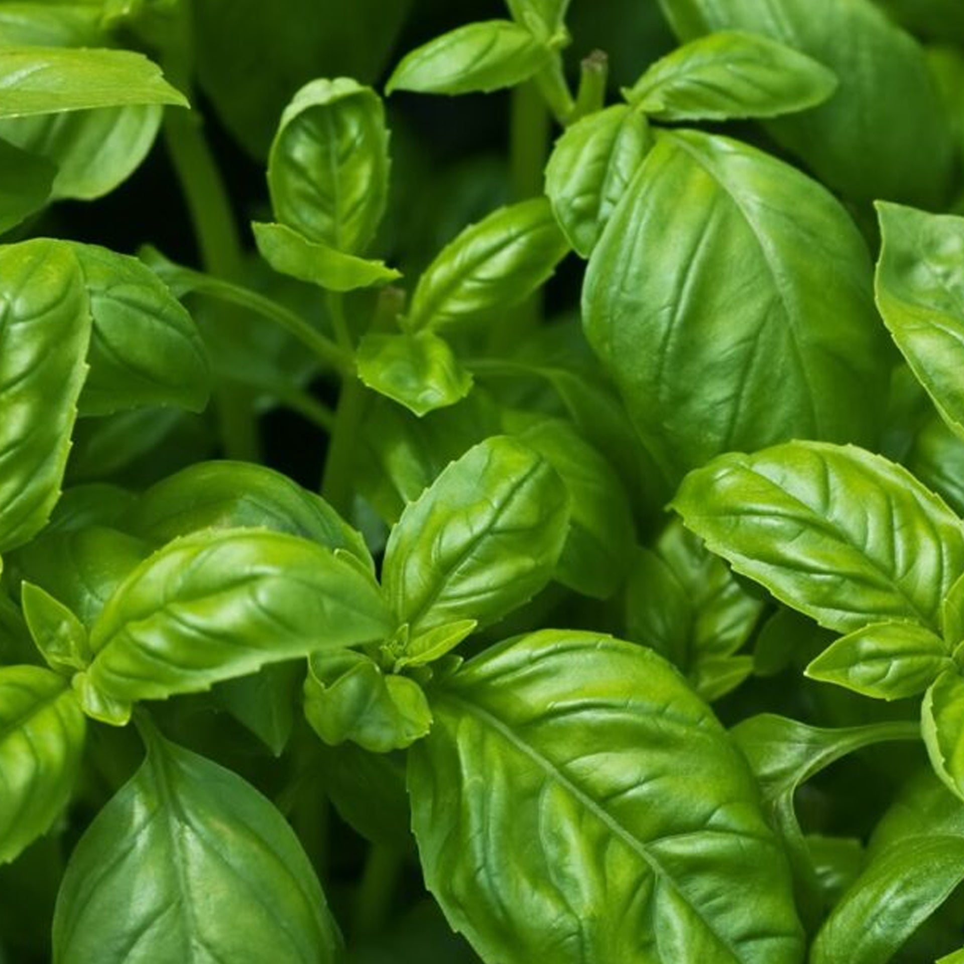 Basil