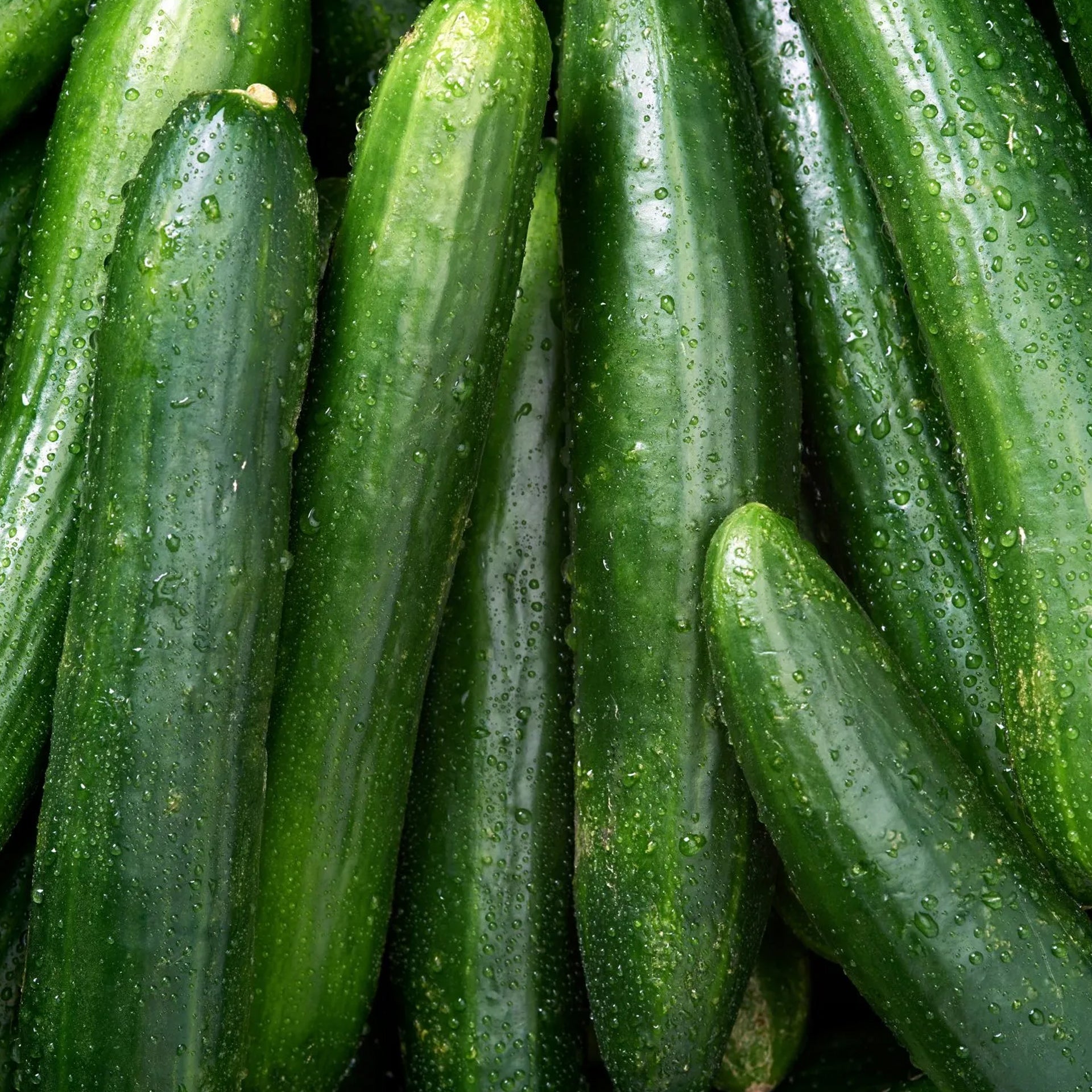 Cucumber