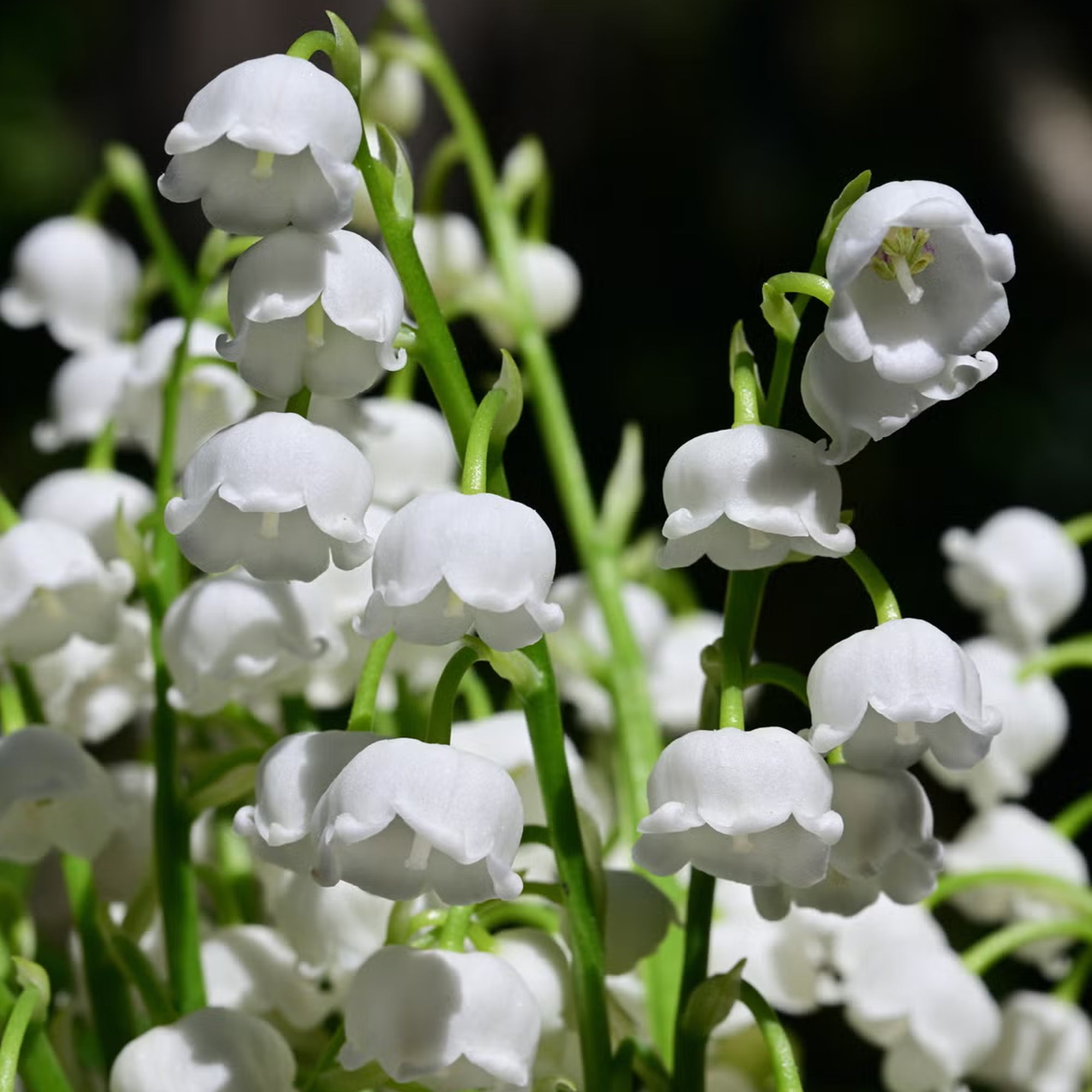 Lily of the Valley