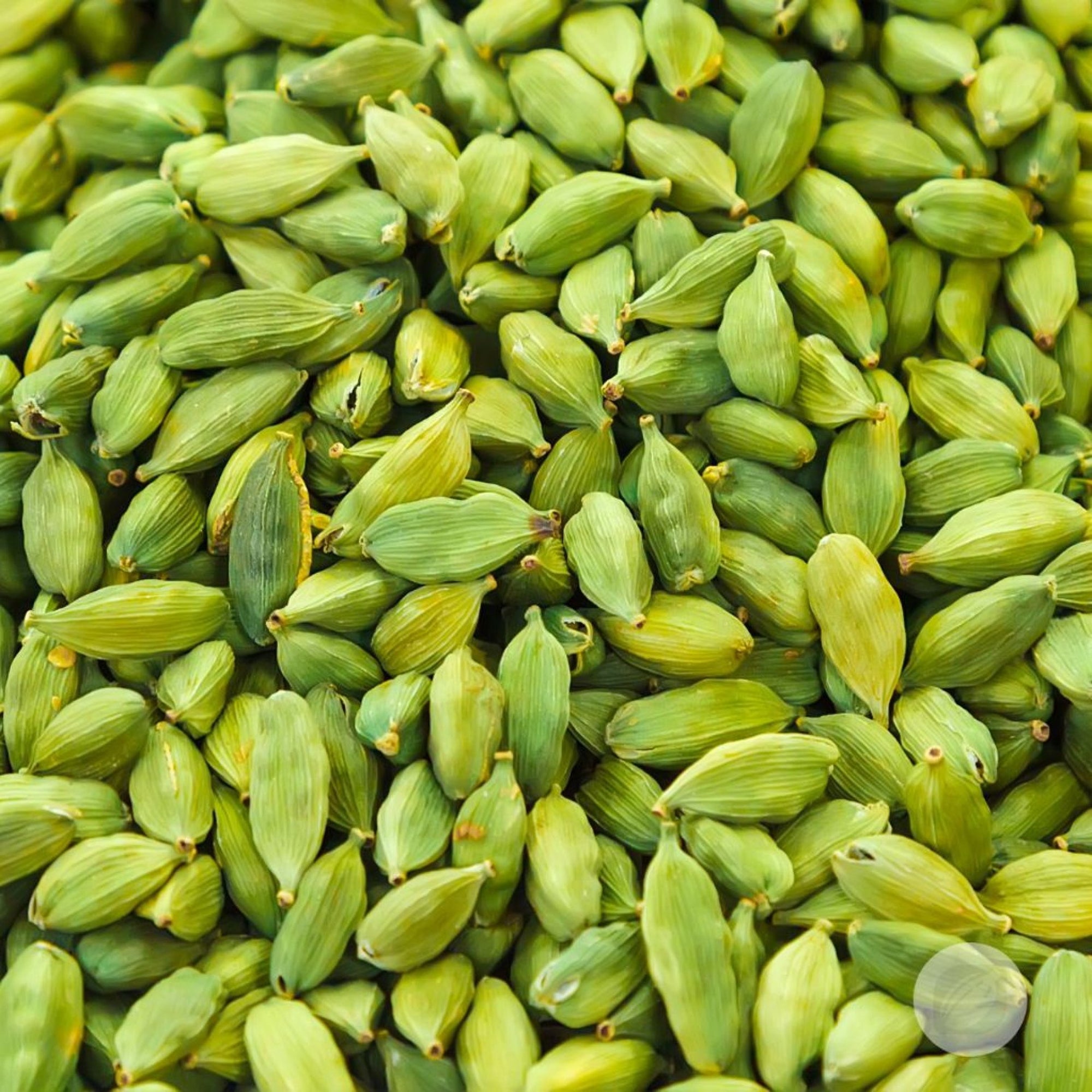 Cardamom