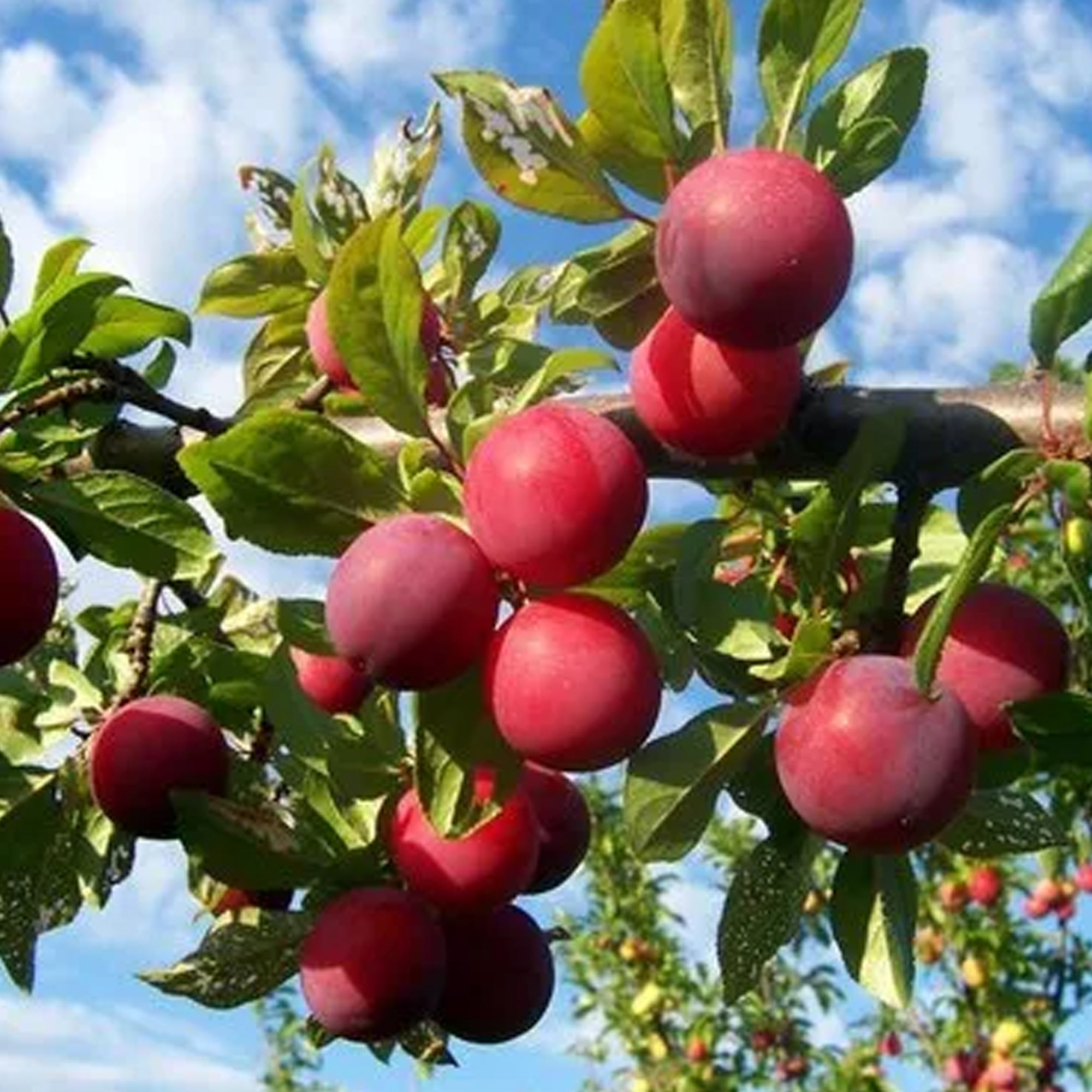 Plum