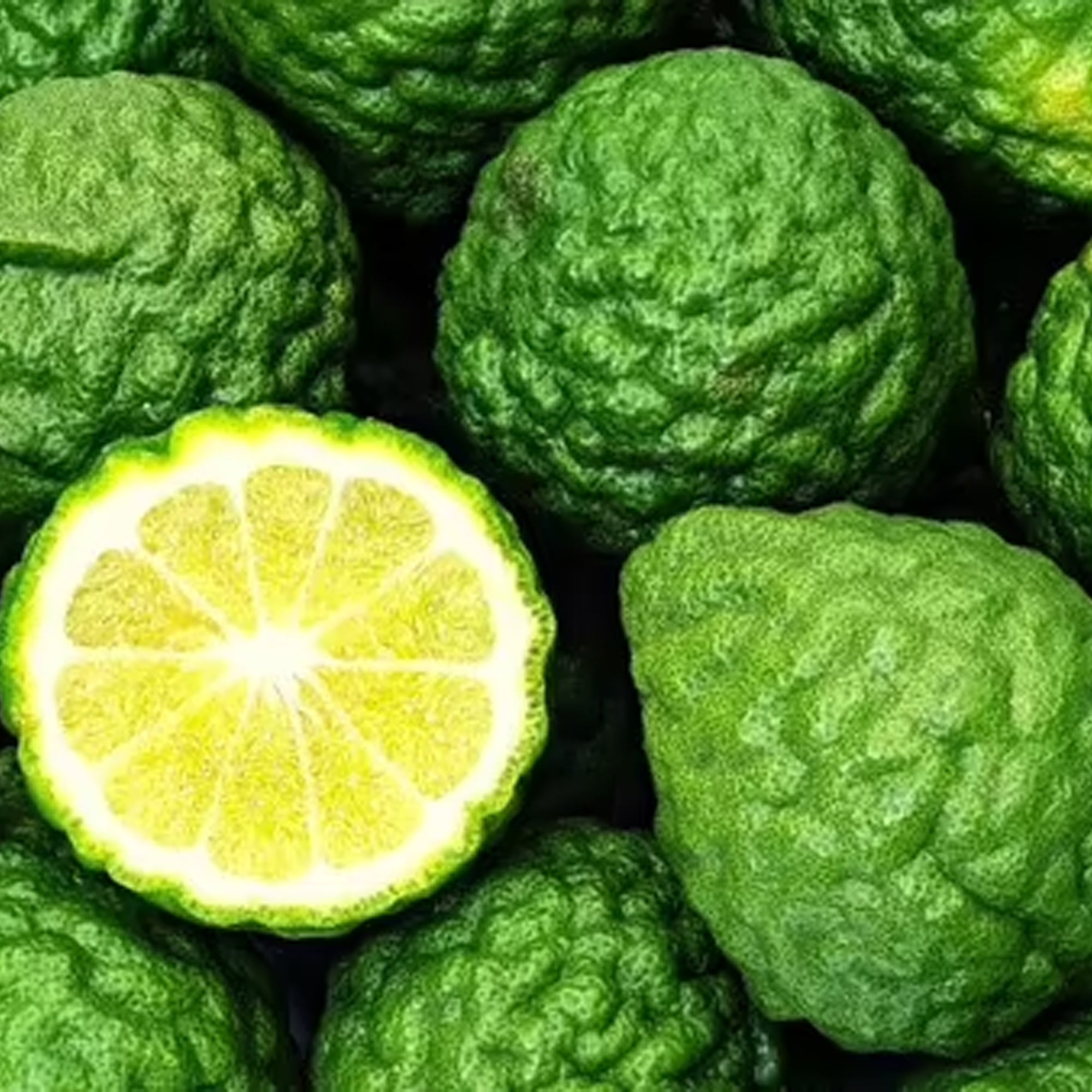 Italian Bergamot