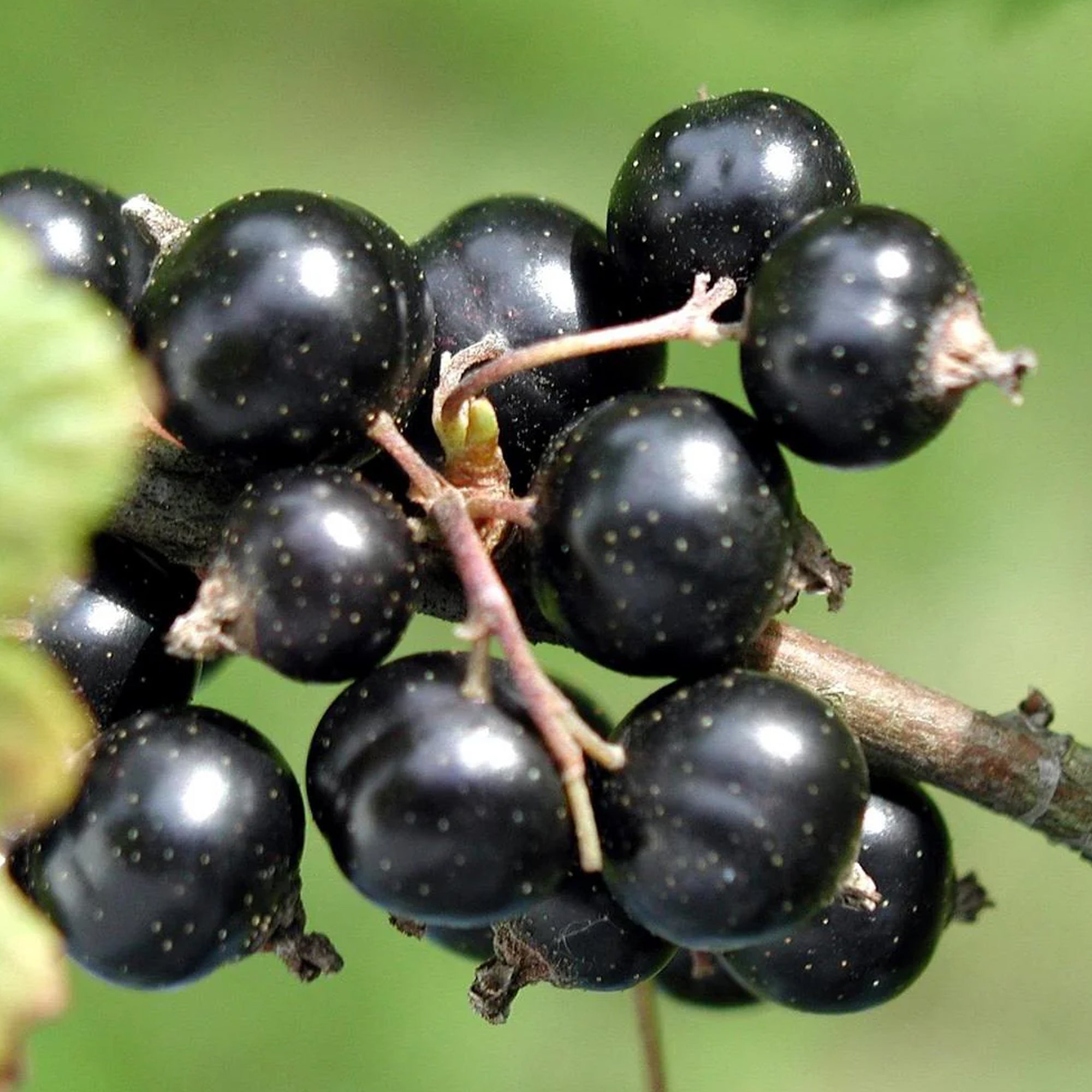 Black Currant