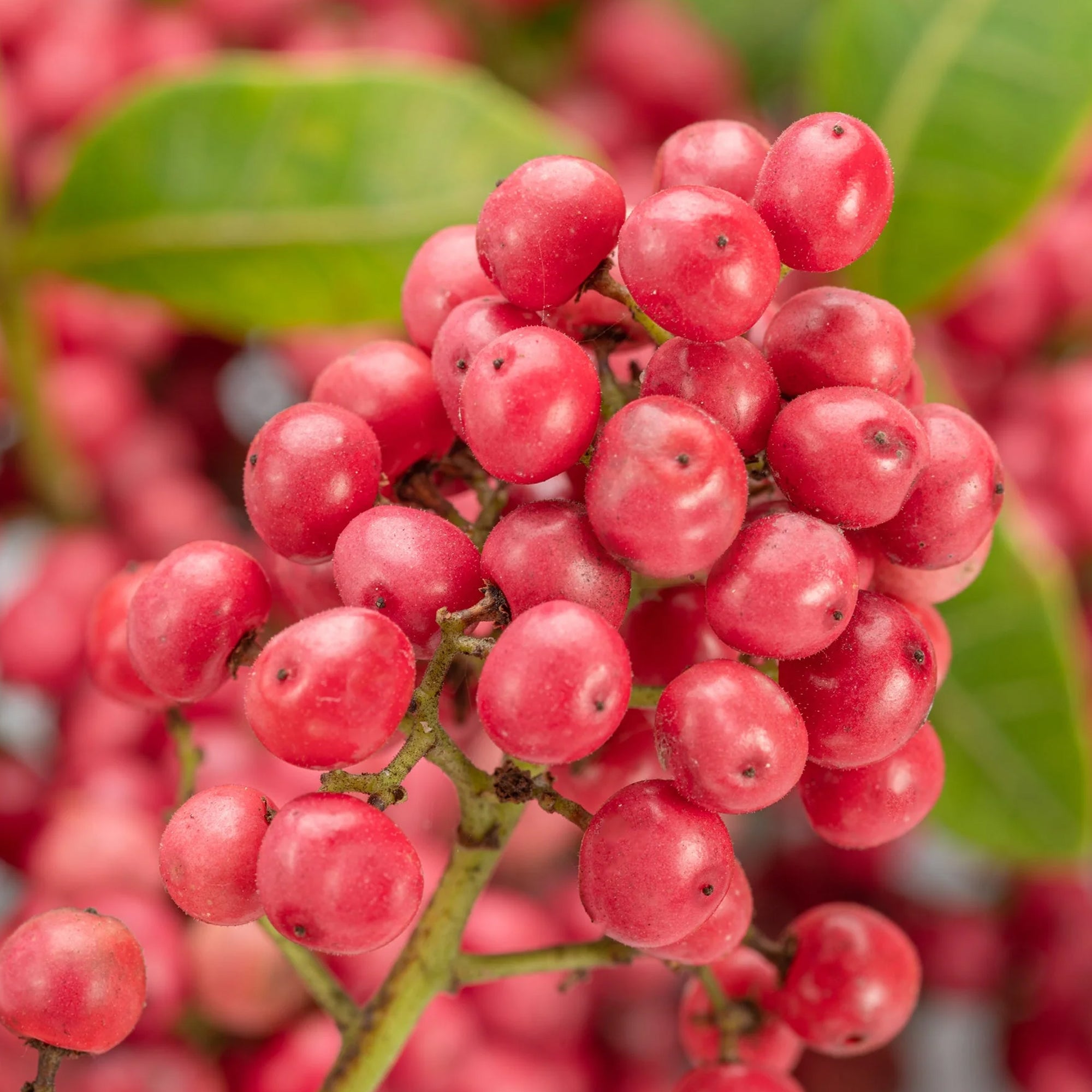 Pink Pepper