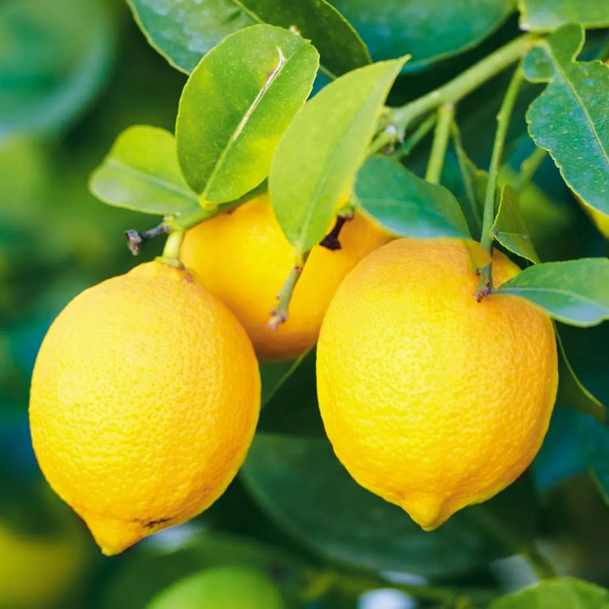  Lemon