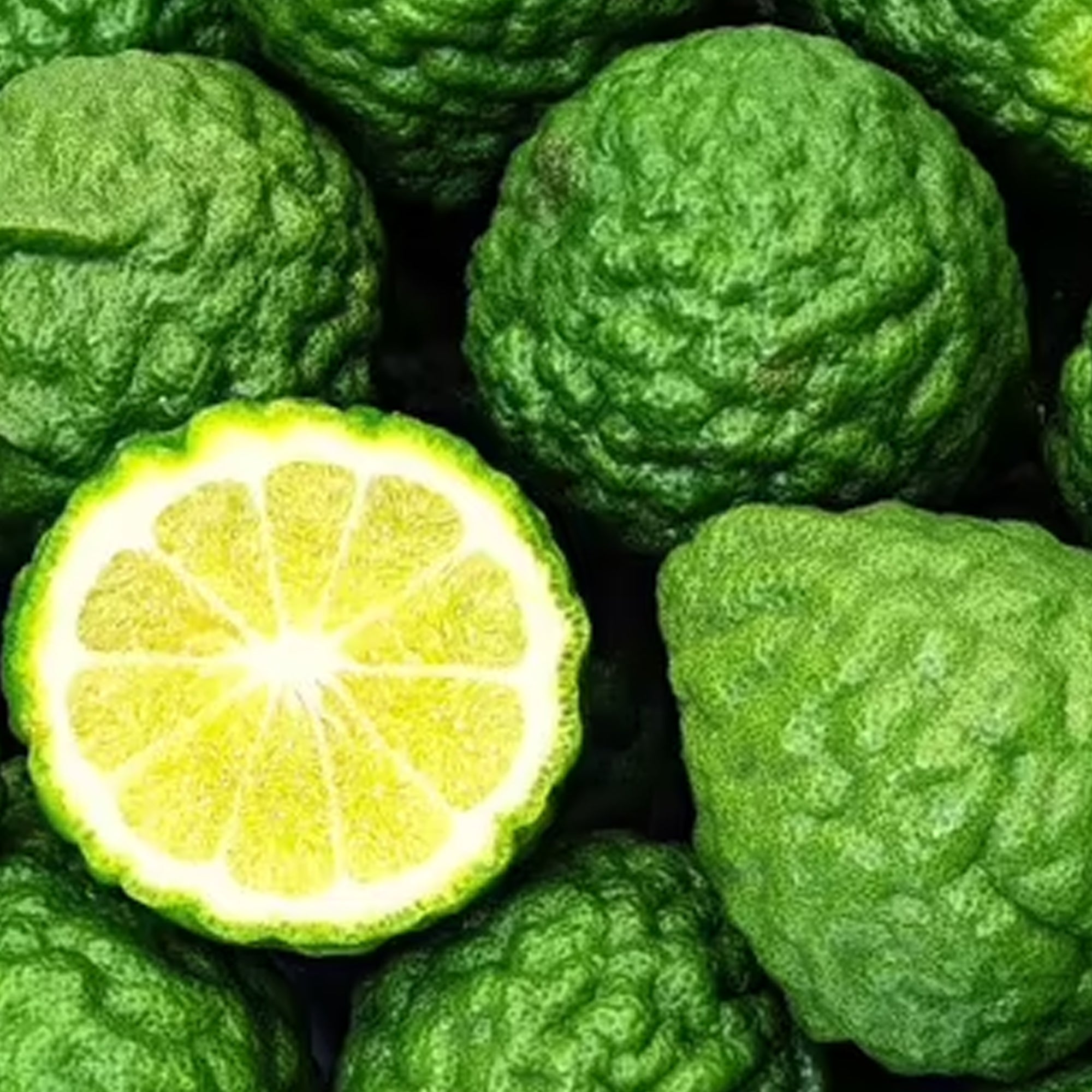 Bergamot