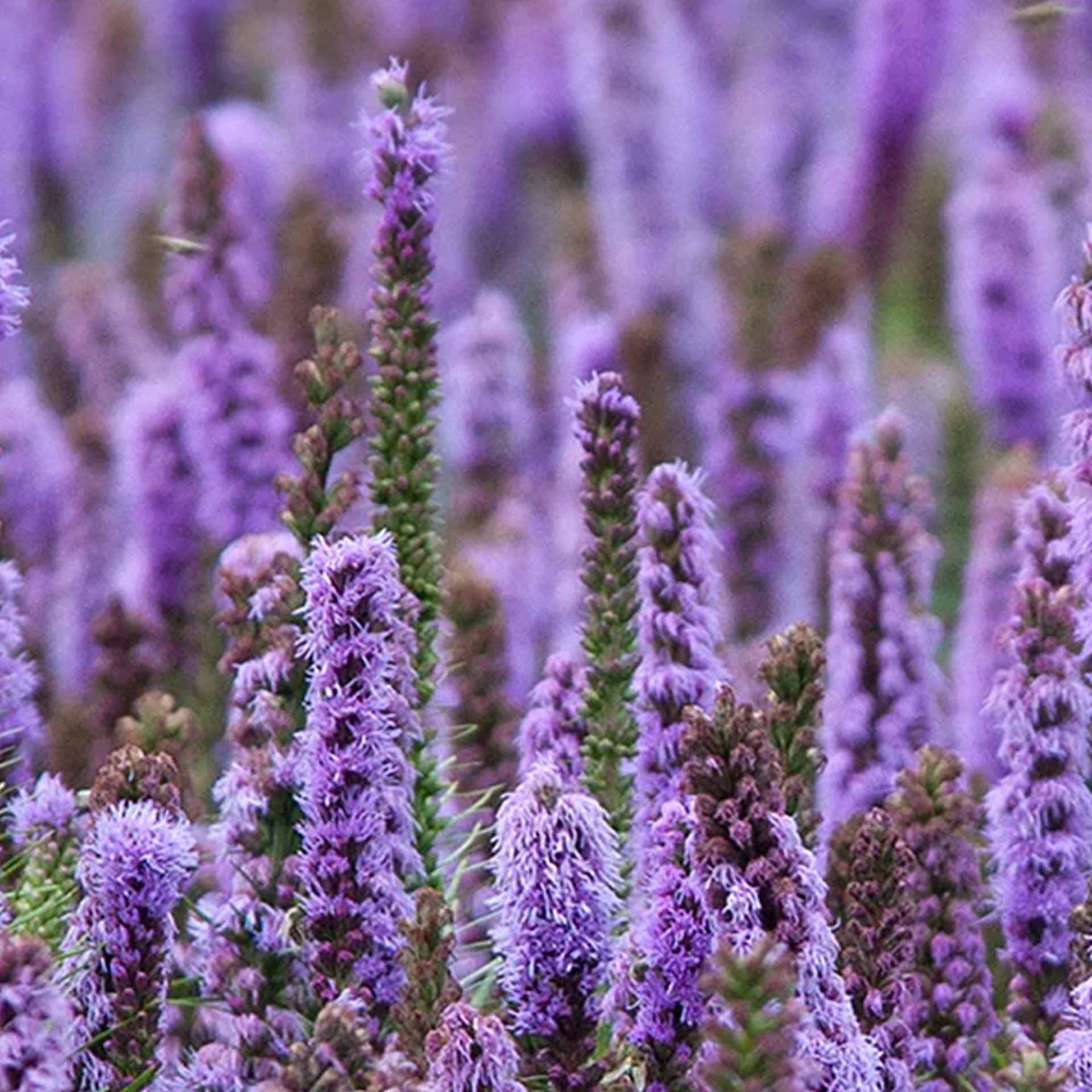 Patchouli