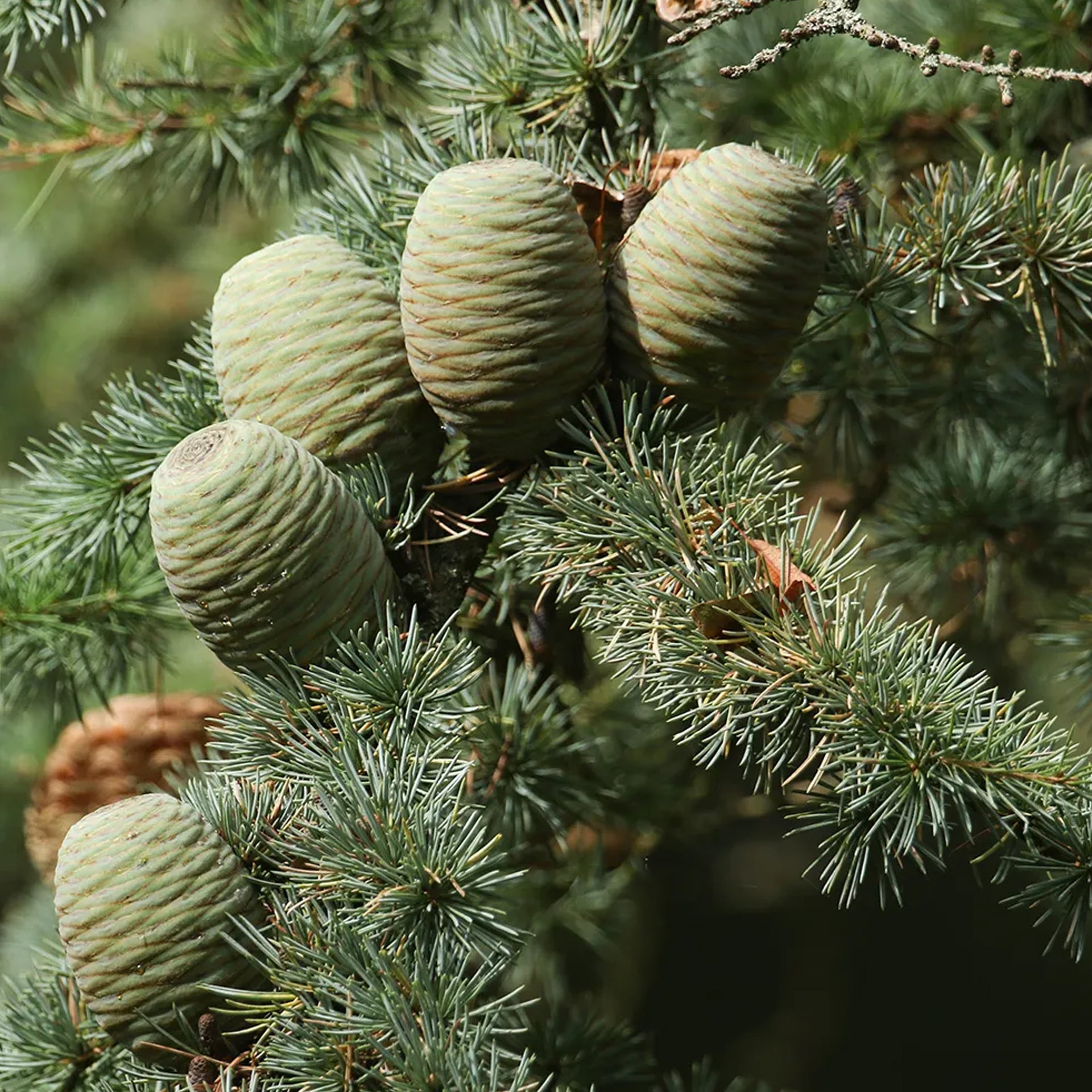 Cedar