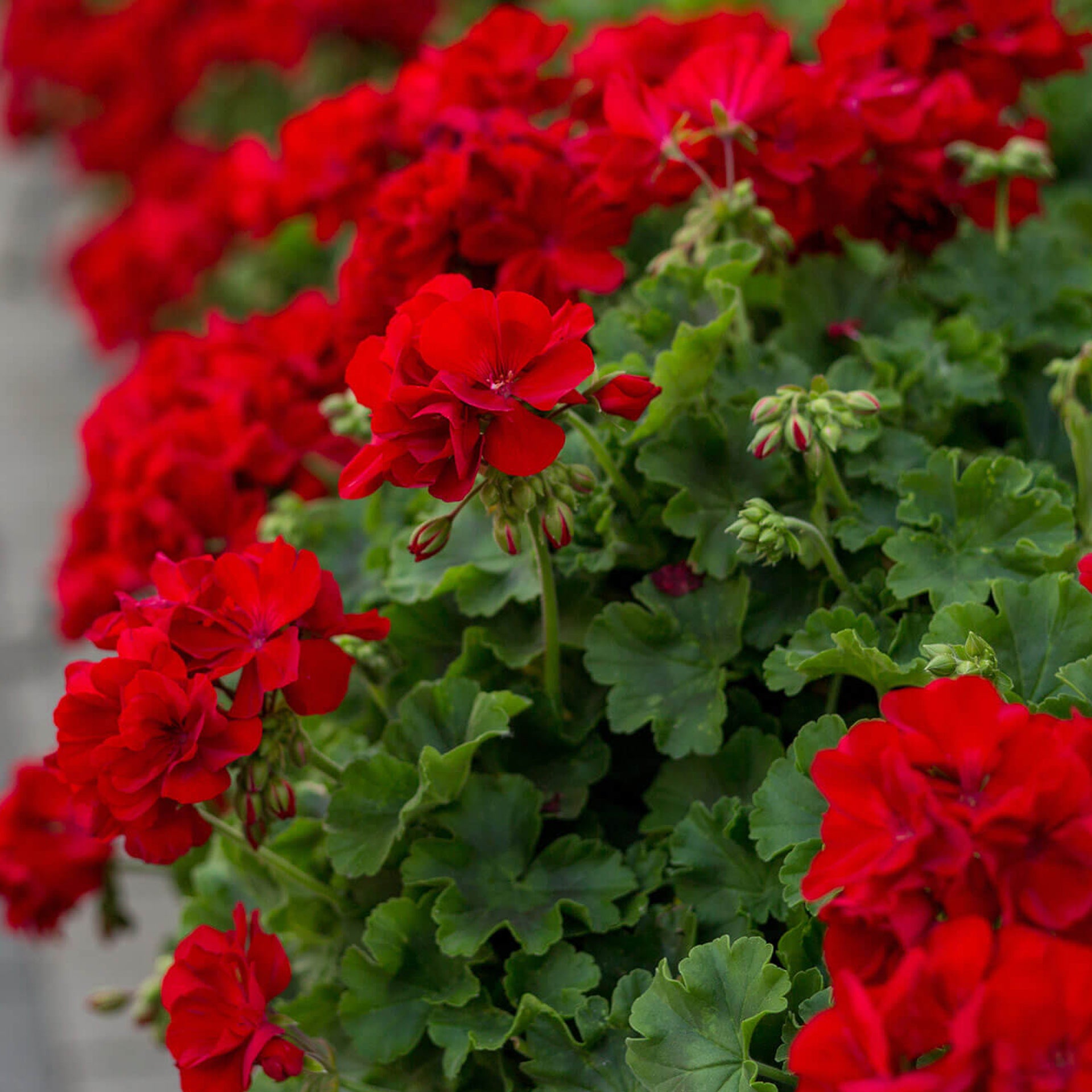 Pelargonium