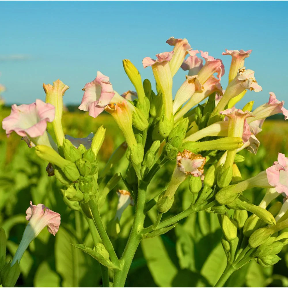 Tobacco Flower