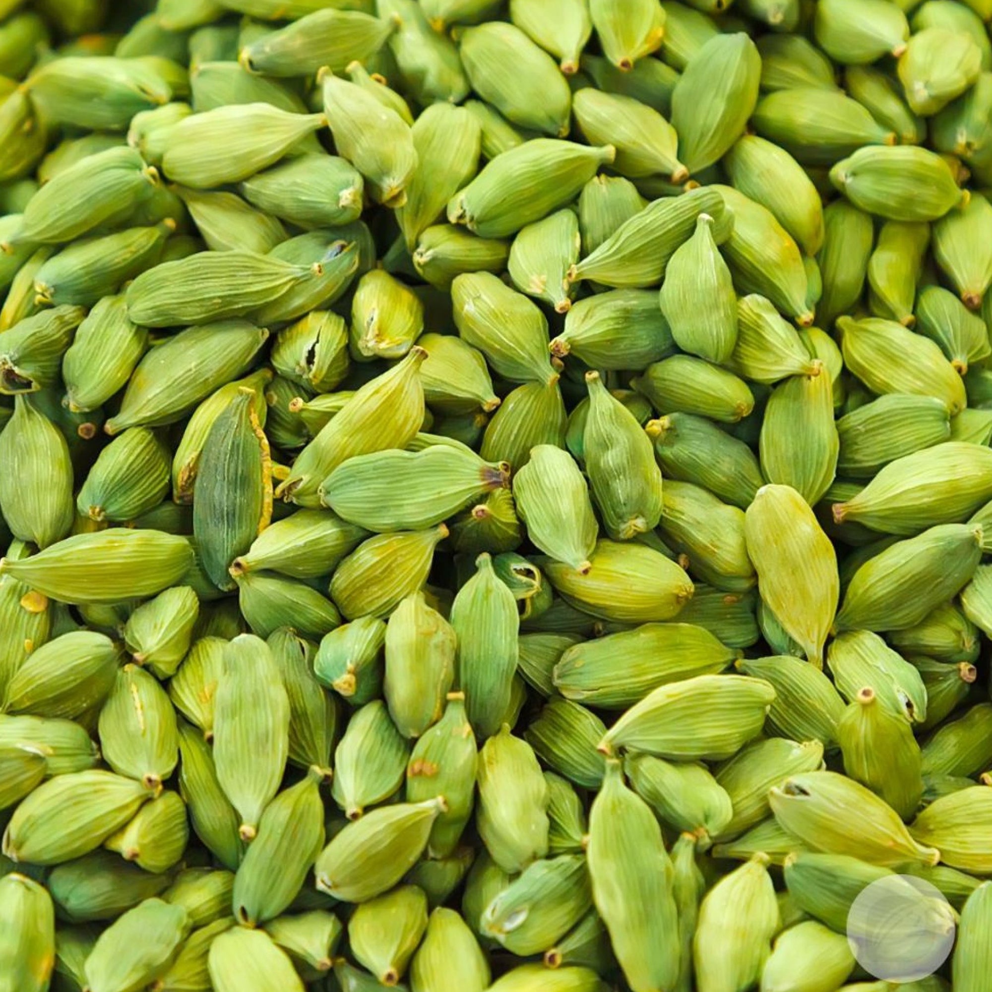 Cardamom