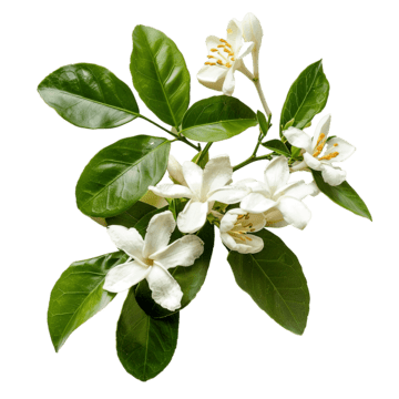 Neroli