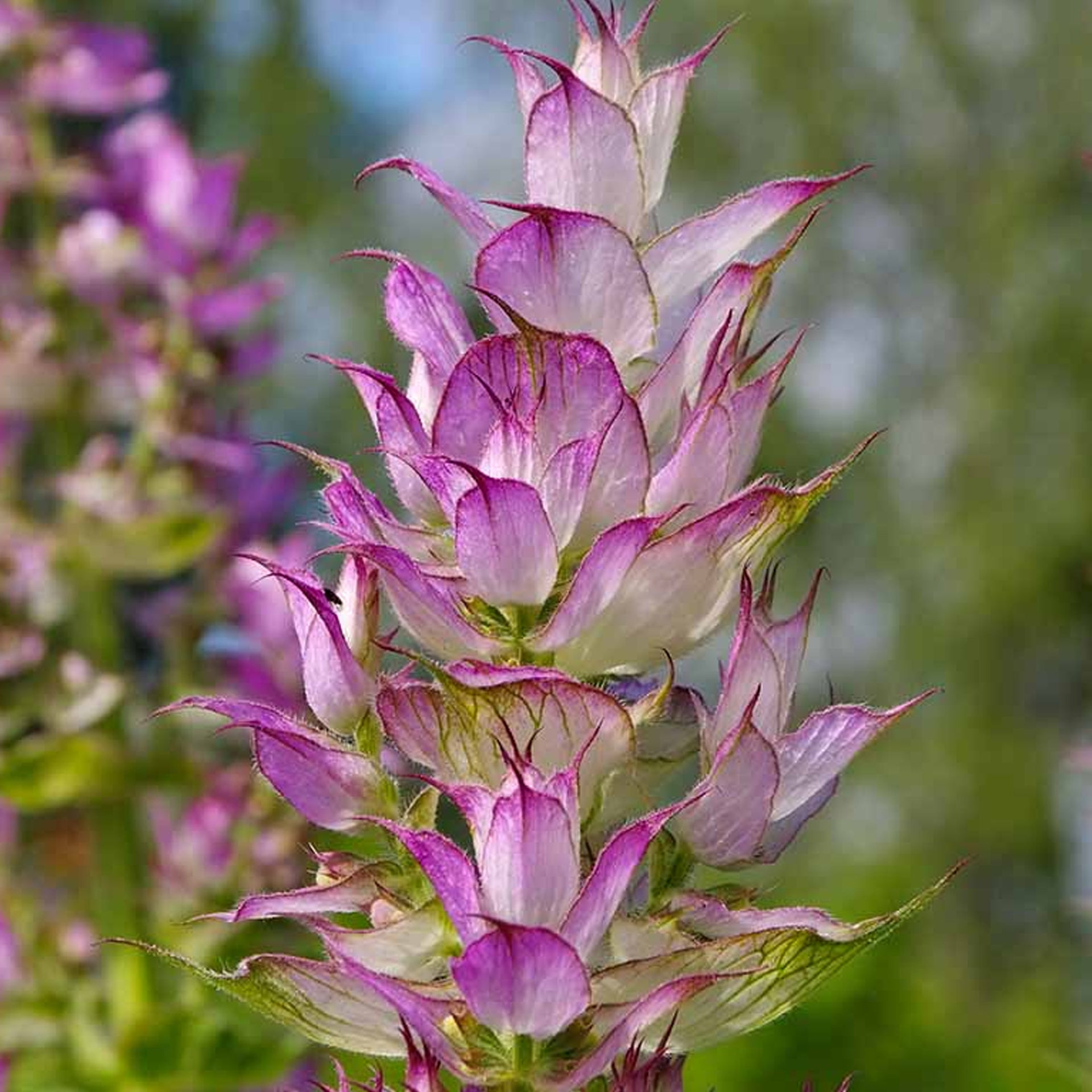  Clary Sage
