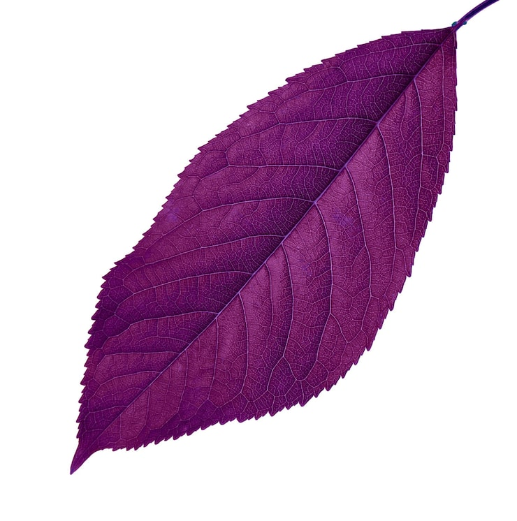 Violet Leaves