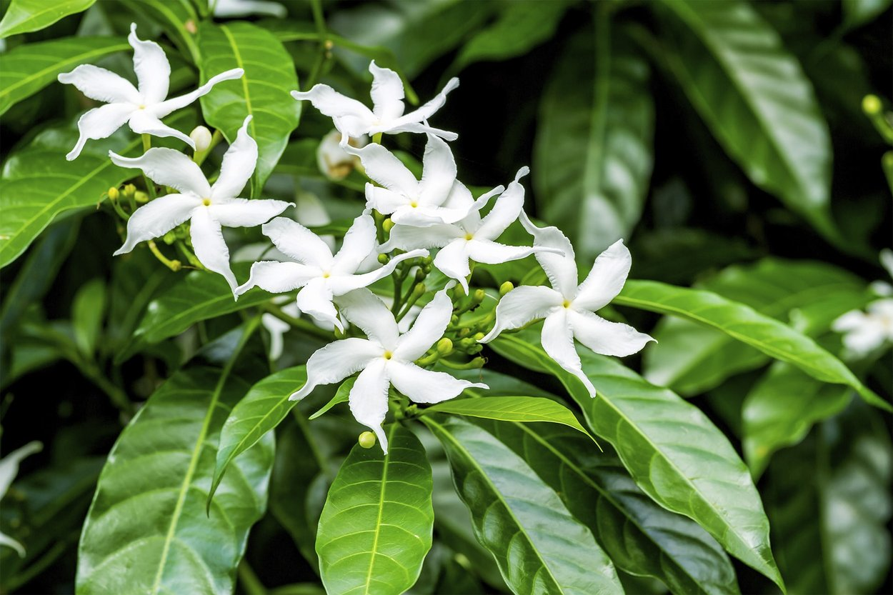  Moroccan Jasmine