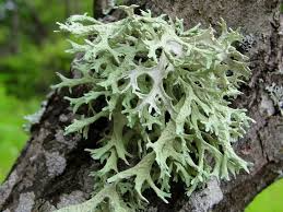 Ambergris