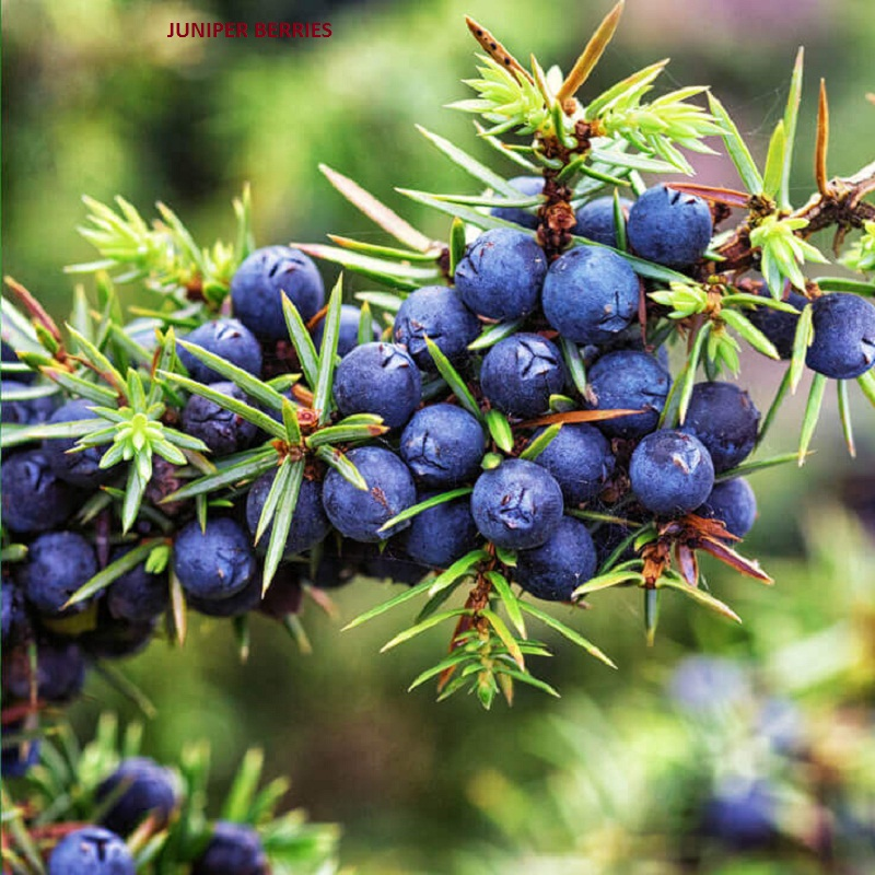Juniper Berries