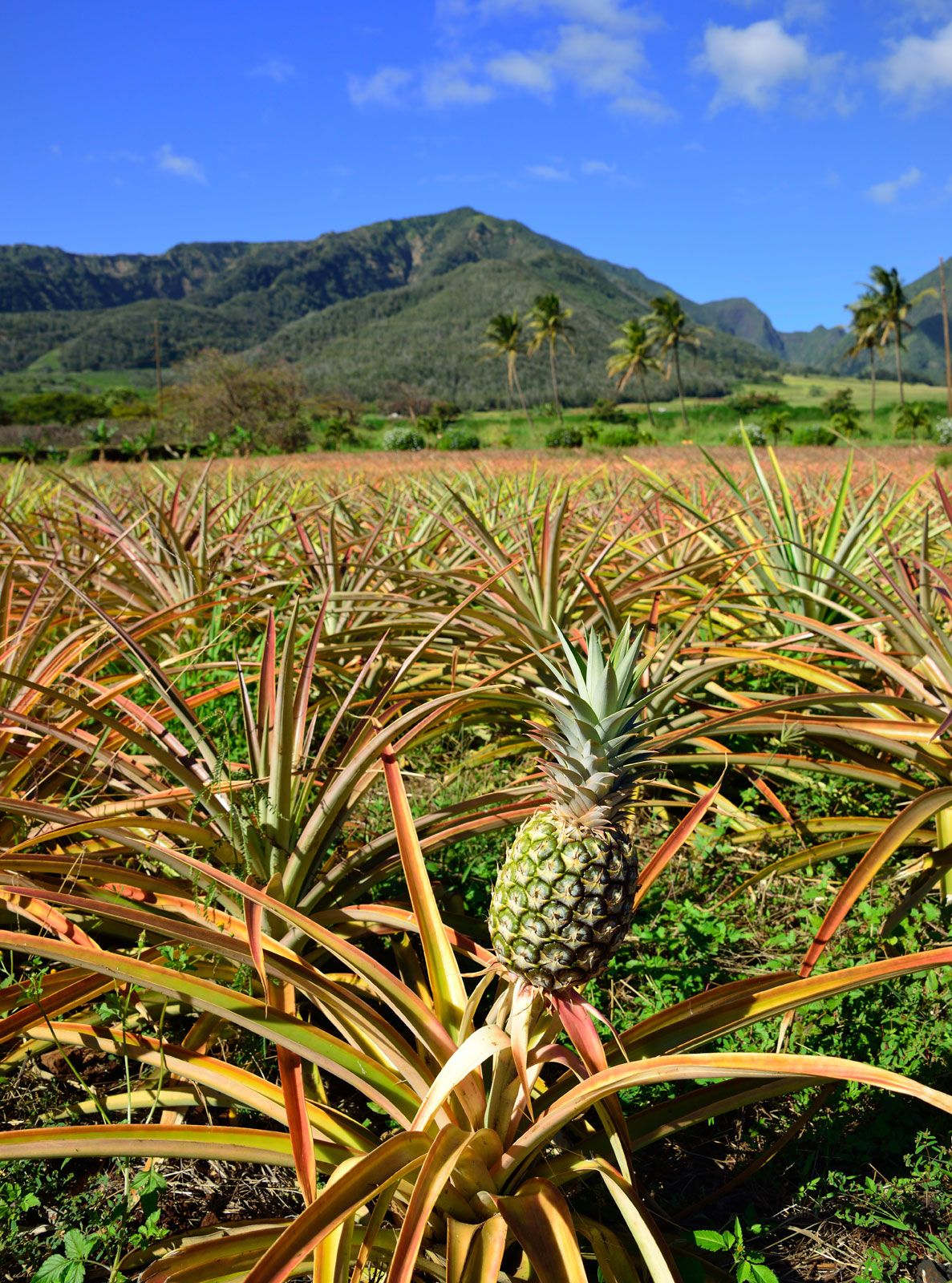 Pineapple